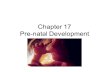 Chapter 17 Pre-natal Development. Fertilisation The egg and sperm nuclei meet during fertilisation The fertilised egg cell is now known as a zygote.