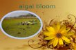 Algal bloom. Definition-1. An Algal bloom is rapid increase or accumulation in the population of algae(typically microscopic) in an aquatic system. 2.