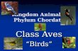 Kingdom Animalia Phylum Chordata Class Aves Birds