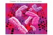Chapter 12: Chromosomal Abnormalities. Figure 12Bc.