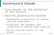 Parathyroid Glands Slide 9.26 Copyright  2003 Pearson Education, Inc. publishing as Benjamin Cummings  Tiny masses on the posterior of the thyroid