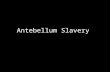 Antebellum Slavery. The Roots of Slavery Slavery was introduced in North America from the Carribean. First Africans arrive in 1619 in Jamestown, Va