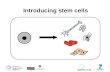 Introducing stem cells. Stem cell biology basics.