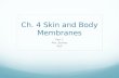 Ch. 4 Skin and Body Membranes Part 1 Mrs. Barnes AP.