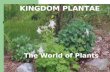 The World of Plants KINGDOM PLANTAE. What is a Plant: Plant Characteristics EUKARYOTIC – has a nucleus…