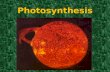 Photosynthesis. Energy & Life Photosynthesis is the process of capturing and transforming the energy…