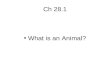 Ch 28.1 What is an Animal?. Cnidaria: jelly fish, corals, sponges etc.