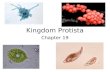 Kingdom Protista Chapter 19. General Characteristics of Protists: ALL Eukaryotes that cannot be classified…
