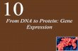 Ch10 lecture from dna to protein