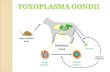 Toxoplasma gondii, isospoa, cryptosporidium