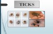 Ticks and its parasitic adaptations