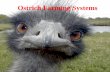1.7 ostrich farming systems in teh world