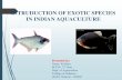 Introduction of exotic species in india