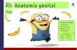 1EM #25 Anatomia genital