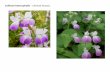 Collinsia heterophylla   web show
