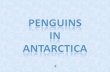Pinguins Na Antartica