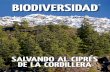 Biodiversidad austrocedrus chilensis 11 a