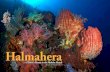 Halmahera -  · PDF file—A Diver’s Haven in the Maluku Islands. 70 X-RAY MAG : 41 :