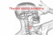 Thyroid Gland Anatomy - uomustansiriyah.edu.iq03_22... · Thyroid Lobes •The thyroid gland consists of two lobes united in front of the second, third and fourth tracheal rings by