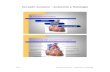 Corazón humano - anatomía y fisiología Anatomía del ...sef8a1e9502cd7d1e.jimcontent.com/download/version/1360620596/mo… · Tina Corazón humano - anatomía y fisiología Anatomía
