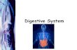 Digestive System - Fall River Public Schools System.pdf · digestive system in order ... Notes Review •Identify the major organs of the ... digestive enzymes can work properly