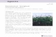 Perennial Sorghum - dpir.nt.gov.au Web viewSpecific fertiliser requirements will vary with soil type and location. However, to maintain high dry matter yields, annual maintenance dressings