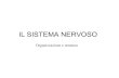 IL SISTEMA NERVOSO - carducci-ts.it · PDF fileLe funzioni del sistema nervoso centrale 1. Emisferi cerebrali (corteccia cerebrale, nuclei della base, ippocampo e amigdala) Sede delle