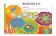 BIOLOGI SELtadris-biologi-iainjember.weebly.com/.../biologi_sel_chapter_2.pdf · BIOLOGI SEL Chapter II Struktur Sel Bakteri, Sel Prokariotik dan Eukariotik