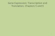 Gene Expression: Transcription and Translation, …blinderl/documents/Transc_Translpost.pdf · Gene Expression: Transcription and Translation, ... –non-coding but transcribed into