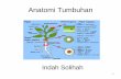 Anatomi Tumbuhan -  · PDF fileRuang Lingkup Anatomi Tumbuhan •Sel tumbuhan •Jaringan tumbuhan : dermal, dasar (ground tissue), pengangkut, meristematik •Organ tumbuhan :