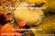 ANNELIDA (Annulus=cincin, Oidos=bentuk) - biology911 · PDF file•Ambil cacing yg paling besar •Letakkan cacing di bak parafin ... ikan yang hidup didasar perairan tawar. ... Tempat