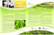 GMOs in South African · PDF fileGMOs in South African Agriculture GMOs – a potted introduction What is a GMO? ... the climate, on human health, and on the peasant farmers who still