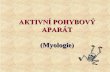 AKTIVNÍ POHYBOVÝ APARÁT (Myologie)mech.fd.cvut.cz/education/archiv/k618yamb/download/anatomie/7... · asto jsou zakotveny na kosti a ohrani