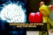CARDIOVASCULAR SYSTEM AND THE BRAIN - · PDF fileDefinition of Cardiovascular activity CARDIOVASCULAR SYSTEM AND THE BRAIN Activities that cause an increase in distribution and uptake