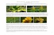 ŽUTA LINCURA – “kraljica” planinskih biljaka Gentiana lutea L. · PDF fileRakija sa lincurom: 50 g sitno isecanog suvog korena lincure se sipa u litar rakije prepečenice, dobro
