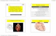 1-Rappels Anatomiques ECG et artères coronaires Rappelpathologie-cardiovasculaire.edu.umontpellier.fr/files/2012/09/G... · Séméiologie Cardiaque -UE Cardio-Vasculaire -DFGSM2