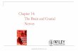 Chapter 14: The Brain and Cranial Nerves - · PDF fileASAP “7 myths”: ... 6. Thalamus 7. Cerebrum 8. Basal ganglia 9. Limbic system 10. ... Vagus (X) Nerve Mixed cranial nerve