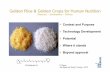 Golden RiceGolden Rice & Golden& Golden Crops for · PDF fileGolden RiceGolden Rice & Golden& Golden Crops for Human NutritionHuman Nutrition ... J. Exp. Bot. 57, 1007. ... CtYCrtY