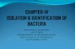 IDENTIFICATION OF BACTERIA - SRM  · PDF fileof bacteria can be done only if the organism available in the pure form ... bacillus ‐a stick or ... Bacillus subtilis