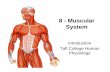 8 Muscular System Intro - Taft Collegefaculty.taftcollege.edu/dsheehy/includes/courses/Physiology7... · •40%of body weight is due to skeletal muscle. • 10% due to cardiac & smooth