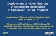 Deployment of Novel Sources of Sclerotinia Resistance in ... · PDF fileof Sclerotinia Resistance . in Sunflower - 2013 Progress . ... 1 H. petiolaris ssp. fallax ... PI 435843 507