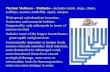 Phylum Mollusca - Mollusks - includes snails, slugs, clams, Diversity... · Phylum Mollusca - Mollusks - includes snails, slugs, clams, scallops, ... locomotion and aid in gas ...