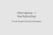 Chordates -> Vertebratesresources.seattlecentral.edu/faculty/jwhorley/DeuterostomeAnimals.pdf · Locomotion •Evidence for transition from Fish ... •Echinoderms – Suspension