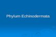 Phylum Echinodermata - thegreenisle.wikispaces.comthegreenisle.wikispaces.com/file/view/Phylum+Echinodermata.pdf... · All echinoderms are marine organisms ... locomotion and getting