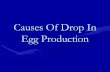 Causes Of Drop In Egg Production - cuscholar.cu.edu.eg/.../files/causes_of_drop_in_egg_production.pdf · Causes of drop in egg production could be ... 76,Mycoplasma ,& fatty liver