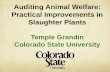 Temple Grandin Colorado State University · PDF fileAuditing Animal Welfare: Practical Improvements in Slaughter Plants Temple Grandin Colorado State University