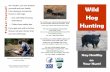 Use safe field dressing Follow food safety tips Hunting · PDF fileSafe Field Dressing About Wild Hogs (Wild / Feral Pigs, Boars & Swine) Wild hogs are the descendants of Eurasian