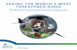 Saving the world’S moSt threatened birdSdatazone.birdlife.org/userfiles/file/sowb/pubs/PEP_Report_lowres.pdf · Saving the world’S moSt threatened birdS ... veterinary use of