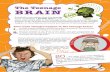 The Teenage BRAIN - Staffordshire · PDF fileThe Teenage BRAIN Two main changes happen in the teenage brain: Growth of fatty insulation around the brain connections. This increases