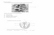 circulatory System worksheet - biology & chemistry made …igcsekuwait.com/circulatory System worksheet.pdf · The diagram shows the circulatory system of a mammal. right atrium right